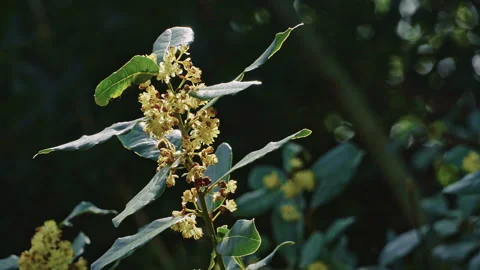 A bee sucks the nectar of the fragrant Laurel flowers. Stock-Footage 153751224