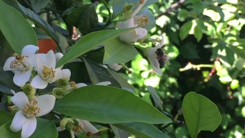 A bee sucks nectar from orange blossoms Stock Footage 152050668