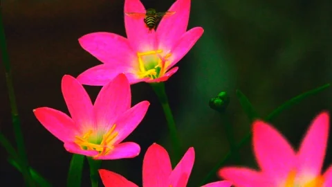A bee sucks the nectar out of the rain lily flower Stock Footage 96604289