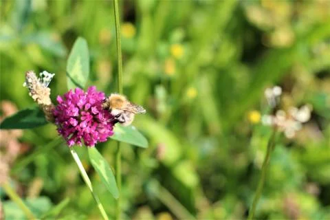 Bee sucks nectar from a red clover blossom Stock Photos