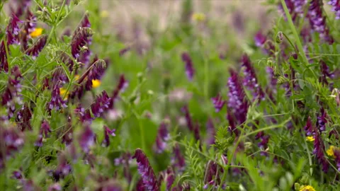 A bee sucks nectar (slow) Video stock 154653396