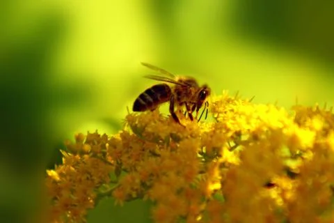 Bee in summer garden Stock Photos