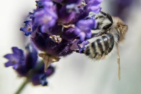 Bee in summer Stock Photos