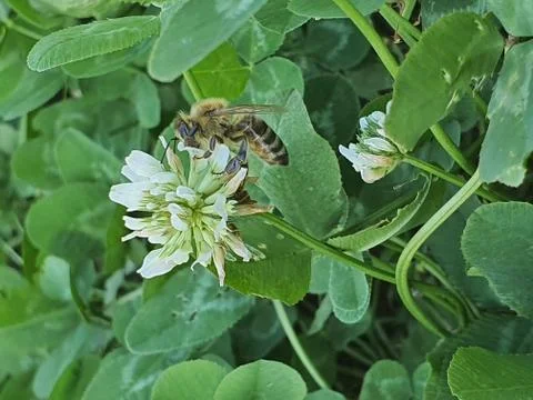 Bee in summer Stock Photos