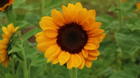 Bee on sun flower Stock Footage 91717751