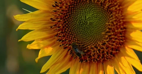 Bee on Sunflower 1 Stock Footage 314449112