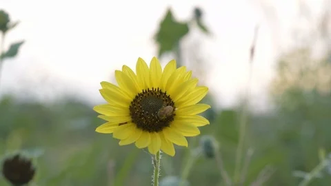 Bee on a sunflower 2 Stock Footage 86410882