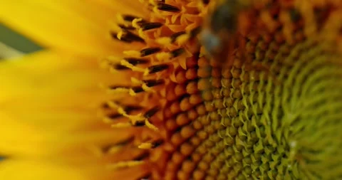Bee on Sunflower 2 Stock-Footage 314449106