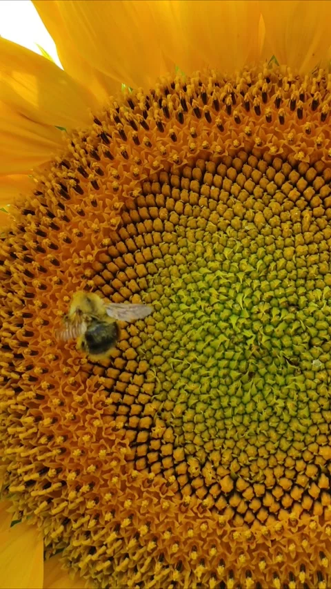A bee on a sunflower 2 Stock Footage 341705291