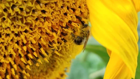 A bee on a sunflower 3 Stock Footage 341706260