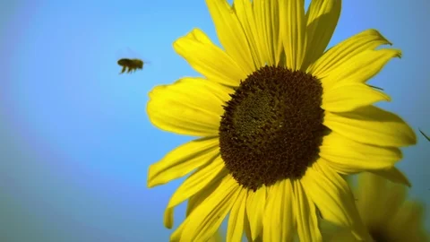 Bee on a sunflower 4K Stock Footage 93387267