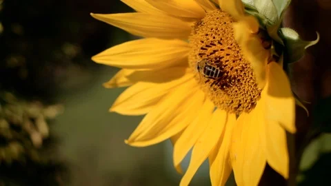 Bee on sunflower. 4K resolution close up shot. Stock Footage 114253142