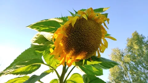 A bee on a sunflower 5 Stock Footage 342770469