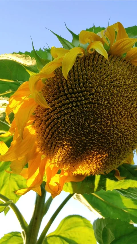 A bee on a sunflower 6 Stock Footage 342770572