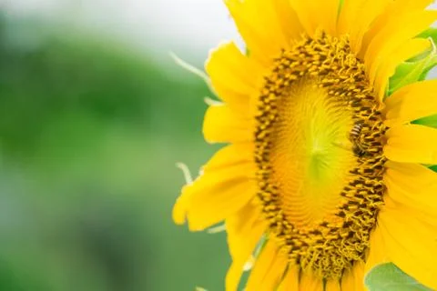 Bee at sunflower on blurry background Stock Photos