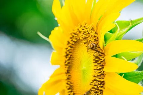Bee at sunflower on blurry background Stock Photos