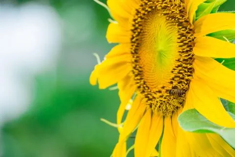 Bee at sunflower on blurry background Stock Photos