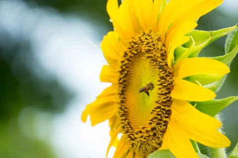 Bee at sunflower on blurry background Stock Photos