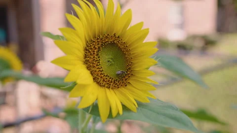 Bee on Sunflower in Breeze, Close-up Stock Footage 312231165