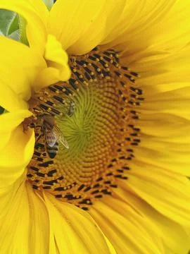 Bee on sunflower, close up of bee pollinating sunflower Fotos de archivo