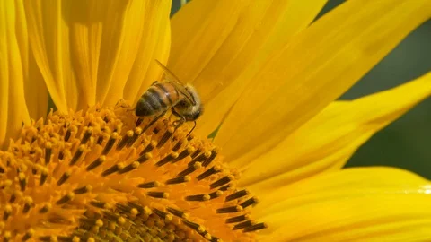 Bee on a sunflower close up Video stock 127630261