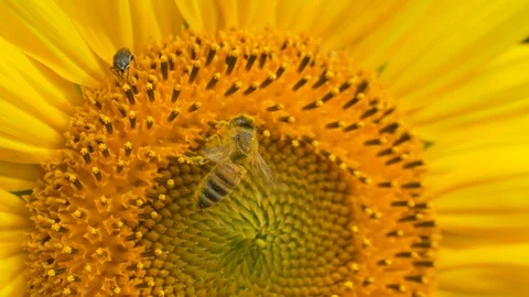 Bee on a sunflower close up Stock Footage 127630303