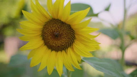 Bee on Sunflower, Close-up Stock Footage 312231100