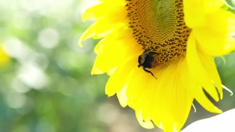 Bee on a Sunflower, Close-Up 動画素材 342017105