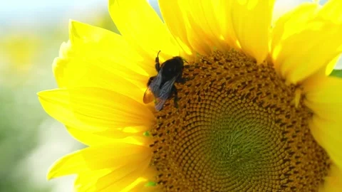 Bee on a Sunflower, Close-Up Video stock 342017120