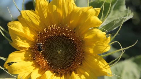 Bee on the sunflower collecting pollen Stock-Footage 71154119