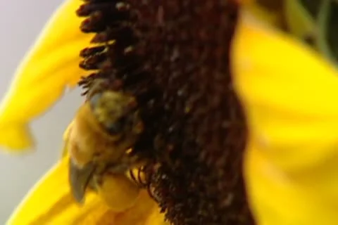 Bee on a sunflower with fat legs Stock Footage 8923257