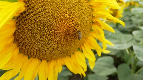 Bee on a sunflower flower Stock Footage 135631241