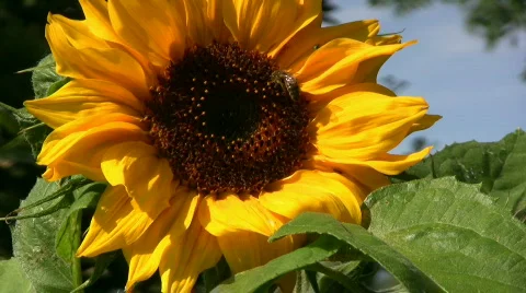 Bee on a sunflower Stock Footage 492236