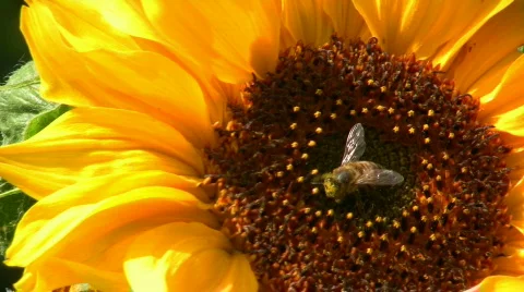 Bee on a sunflower Stock Footage 492997