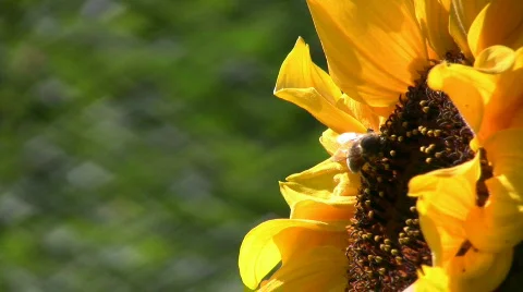 Bee on a sunflower Stock Footage 493014