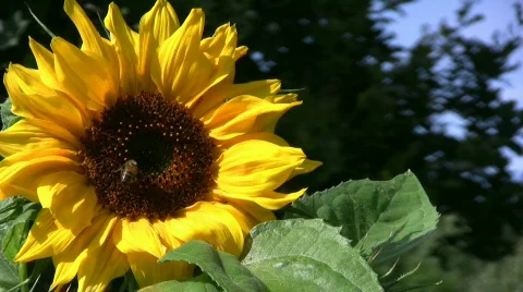 Bee on a sunflower Stock Footage 494309