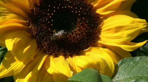 Bee on a sunflower Stock Footage 494334