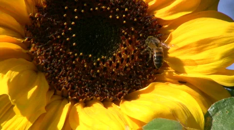 Bee on sunflower Stock Footage 514411