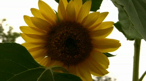 Bee on a sunflower Stock Footage 857269