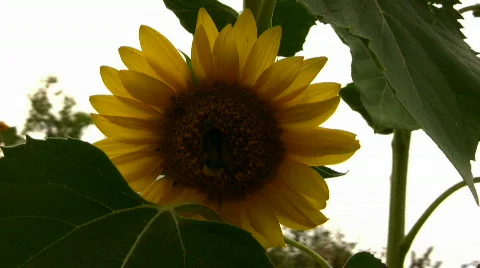Bee on a sunflower Stock Footage 857276