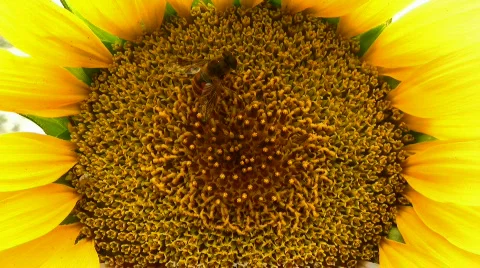 Bee on a sunflower Stock Footage 857304