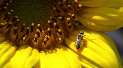 Bee On Sunflower Video stock 7903903
