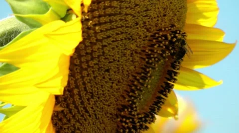 Bee at a sunflower Stock Footage 8534055