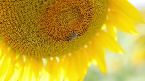 Bee on sunflower 動画素材 10595136