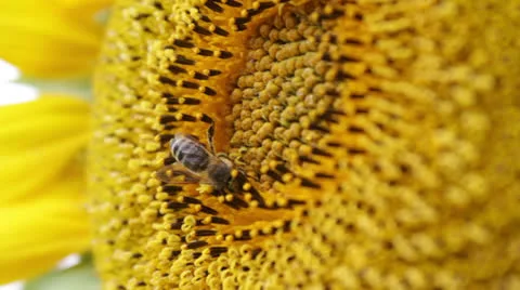 Bee on sunflower Stock Footage 24632471