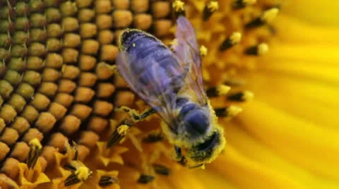 Bee sunflower 動画素材 25597892