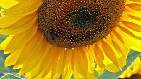 Bee on sunflower 動画素材 25607287