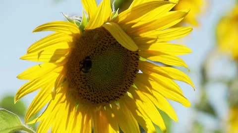 Bee on sunflower Video stock 26597806