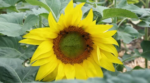 Bee on Sunflower Stock Footage 36145729