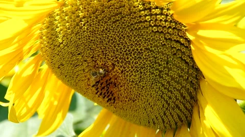 Bee on sunflower Stock Footage 40540102